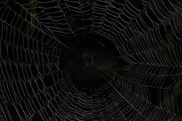 spider web