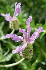 フレンチラベンダー