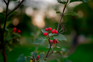 Red berries on bush in the park