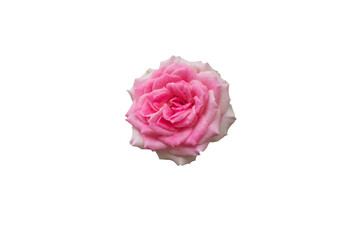 Pink rose isolated on white background with clipping path.
