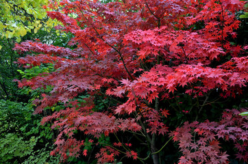 Bloodgood backdrop of a Japanese garden. It is a taller shrub of air habit. thicken the crown to create a relatively compact habitus.
  the leaves are deep red, usually seven-lobed,  not change color - obrazy, fototapety, plakaty