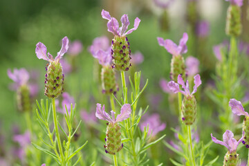 フレンチラベンダー