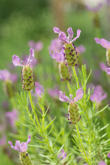 フレンチラベンダー