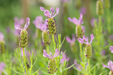 フレンチラベンダー