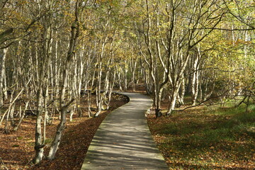 Wooden planks trail, Vogelkoje, Isle of Amrum, Schleswig-Holstein, Germany