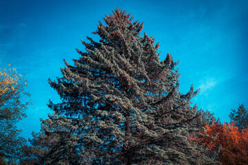 A big spruce in the forest