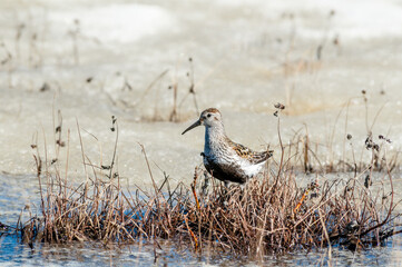 Dunlin (Calidris alpina) in Barents Sea coastal area, Russia