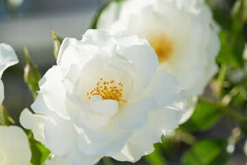 白いバラ