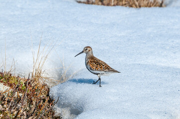 Dunlin (Calidris alpina) in Barents Sea coastal area, Russia