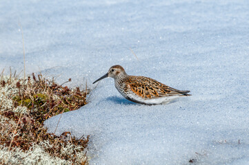Dunlin (Calidris alpina) in Barents Sea coastal area, Russia
