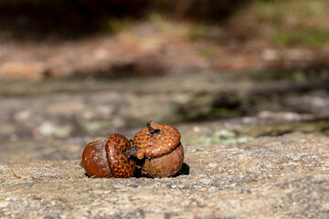 A pair of fallen acorns rests on the ground in the bright late afternoon sun on the Barron Canyon hiking trail in eastern Algonquin Park, Ontario.