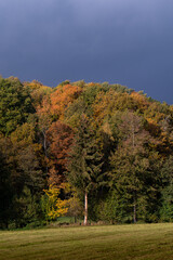 Naklejka premium Autumn colours of german forest different trees