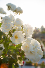 夕日に映える白いバラ