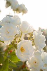 夕日に映える白いバラ