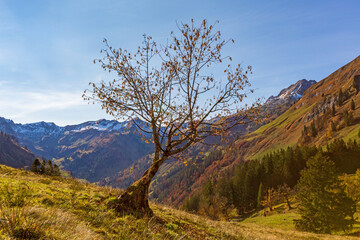 Allgäu - Herbst - Hinterstein - Baum - malerisch