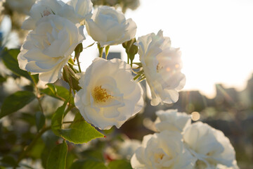 夕日に映える白いバラ