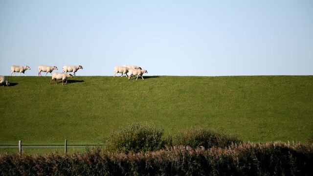 Schafe auf einem Deich in Nordstrand an der Nordsee