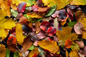 Multi-colored autumn leaves.Autumn background.