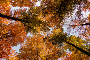 Las korony drzew jesień drzewa bory park buki olchy światło cień złota pora roku żółty...