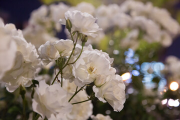 夜の白いバラ