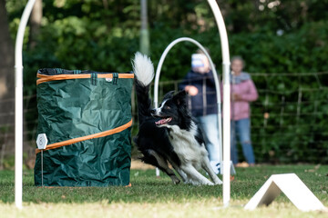 Hund im Hoopers Parcour
