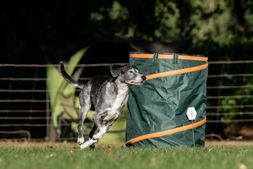 Hund im Hoopers Parcour