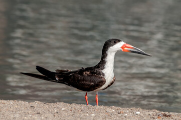 Adult Black Skimmer (Rhynchops niger) in Malibu Lagoon, California, USA