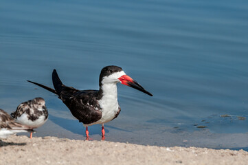Adult Black Skimmer (Rhynchops niger) in Malibu Lagoon, California, USA