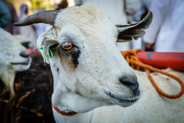 Goat market in Nizwa