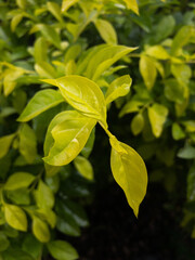 green leaves of the sun