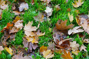autumn leaves on grass