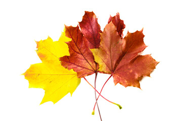 Colorful maple leaves on white background