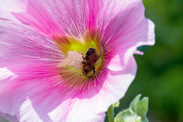 Abeille