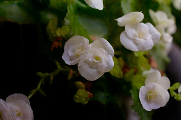 Small white flowers with green blurry background