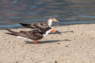 Adult and immature Black Skimmer (Rhynchops niger) in Malibu Lagoon, California, USA