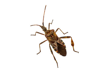 Western conifer seed bug Leptoglossus occidentalis in top view isolated on white background. Amerikanische Kiefernwanze, Zapfenwanze 