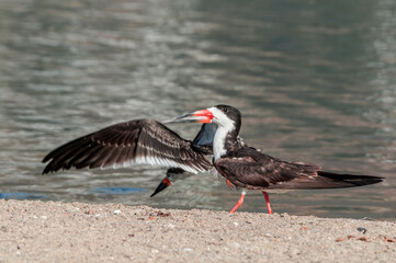 Adult and immature Black Skimmer (Rhynchops niger) in Malibu Lagoon, California, USA