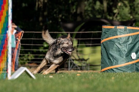 Hund im Hoopers Parcour