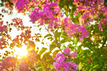 sun shines through flowering pink flowers on branches bush, blur background