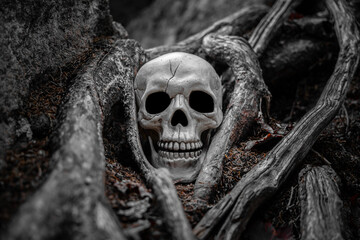 Halloween Human Skull Prop Surrounded by Exposed Tree Roots  