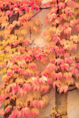 ivy climbing plant at a wall in indian summer color