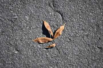 leaf on asphalt