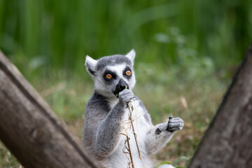lemur on a tree