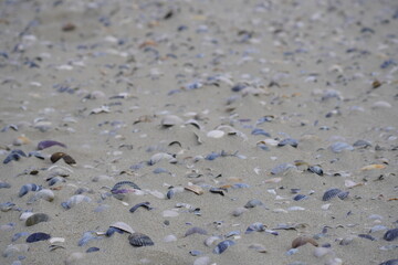 Colurful Seashells in the sand