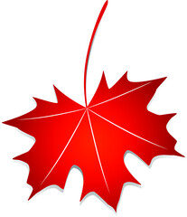 Red maple leaf.