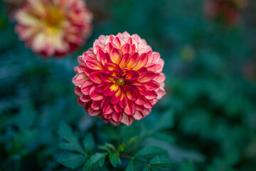 red and yellow fluffy flower