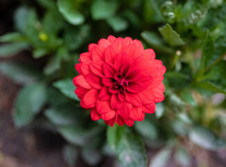 Round red flower in garden