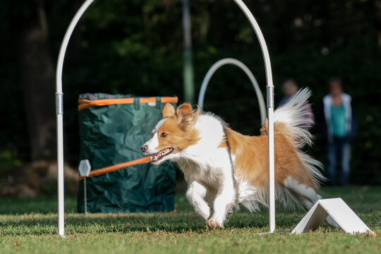 Hund im Hoopers Parcour