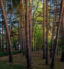pine forest in autumn park