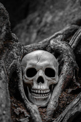 Halloween Human Skull Prop Surrounded by Exposed Tree Roots  